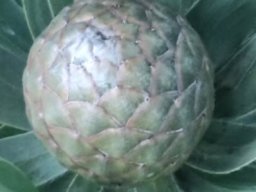 Leucadendron argenteum female cone